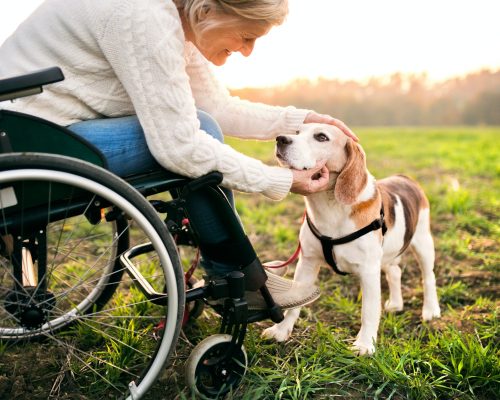 A senior woman in wheelchair with dog in autumn nature.